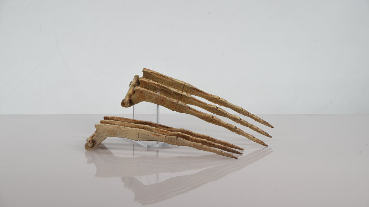 Bone Wolverine Claws Costume Prop